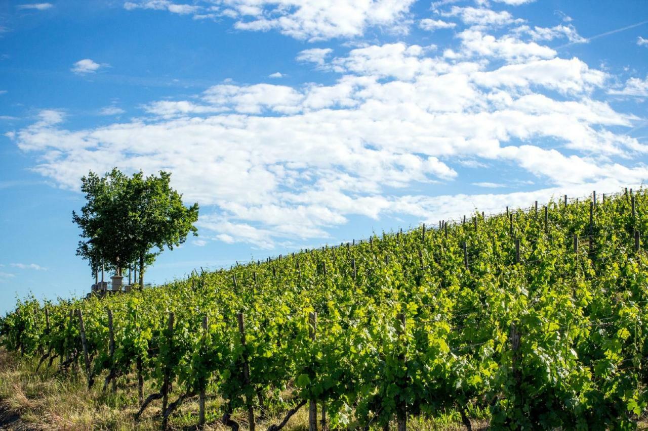 데텔바흐 Weingut Knauer 아파트 외부 사진